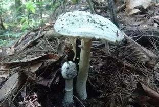 官网黑料吃瓜蘑菇视频,官方幕后真相大起底