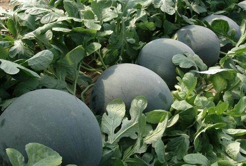 黑瓜吃料最新网